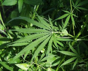 Colorado Marijuana Driving Laws