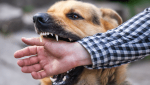 Dog biting the hand of a man.