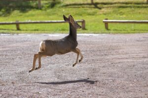 deer season safety